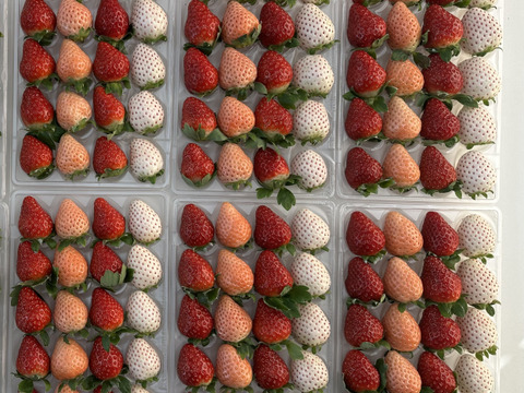 3色いちご・特選セット　240g×２P