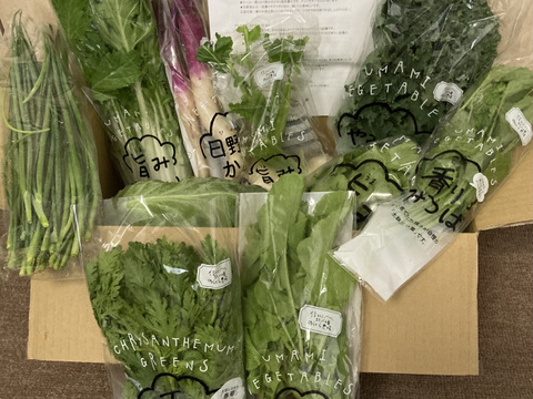 栄養価コンテスト10冠達成！旨み野菜セット【M】