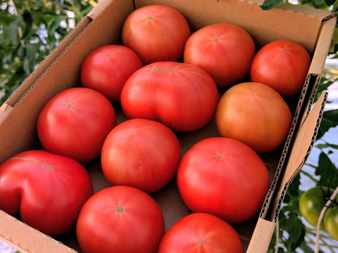 むぎゅっとがっしり！！個性派！濃旨フルーツトマト（箱入り・約1kg)