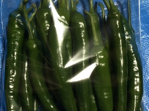 【Ｏ】爽やかな薫り　激辛　生青唐辛子1kg