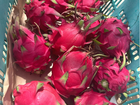 赤果肉【群馬県産】完全完熟ドラゴンフルーツ 2キロ