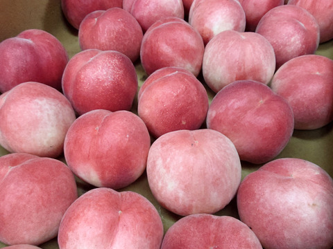 あら川の桃【硬い桃】桃夭 小箱(1.7kg)