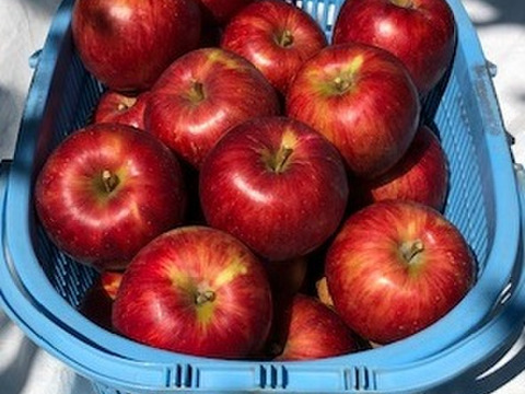 葉とらずサンつがる「ジュワッと果汁」家庭用約4.5Kg　青森県産　数量限定　つがる　りんご　葉