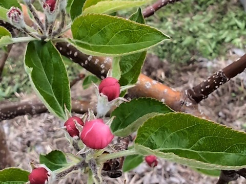 王林10kg　王林の甘さを味わって（名月も甘いけど王林の香りと甘さもぜひ！）お試し下さいませ。