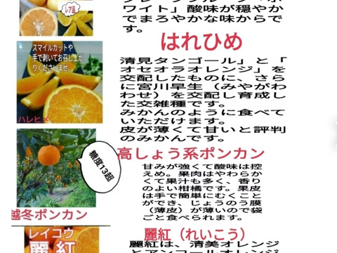 3月）春爛漫よくばりセット