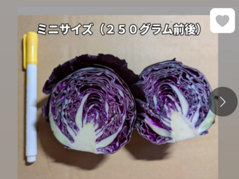ミニ紫キャベツ🟣７キロ