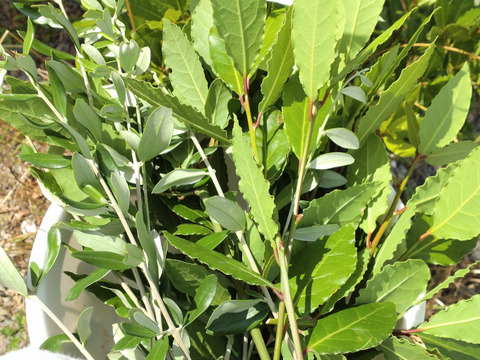 【単品🏣ゆうパック】オリーブとローリエの枝葉🌿約25cmの枝葉🌿各約10本以上、計20本 🏣ゆうパック60サイズにてお届け♪ハーブ🌿☆自然栽培