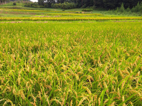 令和6年産 はれわたり 青森県産 米袋ギフト2kg【玄米】お米の