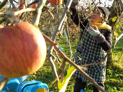 サンふじ7～12個入り３キロ🍎