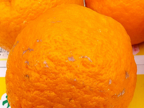 ぽんかん　家庭用4㎏ 　2月末までの出荷分まで