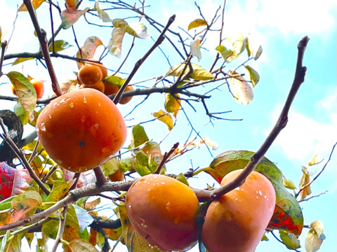 農薬、肥料未使用！山形産　柿チップ