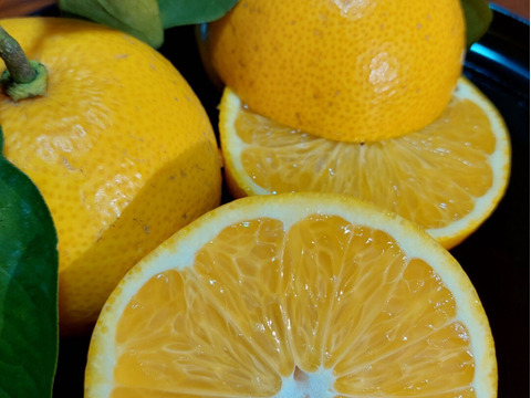 木成り八朔『小玉』8.5kg（箱込）