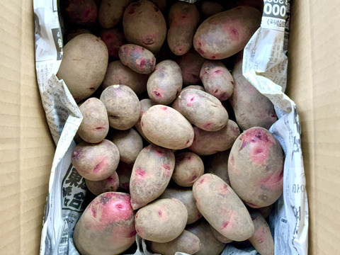 【土付き】ねっとり食感の派手なじゃがいも「グラウンドペチカ（デストロイヤー）」 ２キロ箱