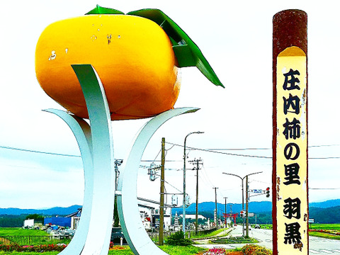 お試し価格 3.8キロ《脱渋済》たねなし庄内柿