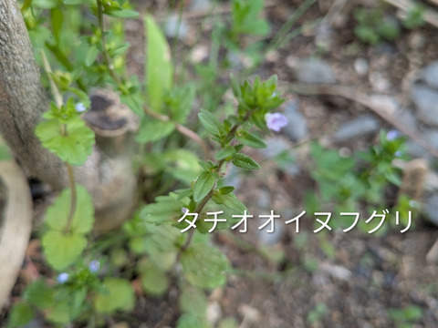 春先の柔らかなおまかせ野草セット🌿カラスノエンドウ、スギナ、ヨモギ、ハコベ、オオバコ、オオイヌフグリ、コツブツメクサ、カタバミ、その他 ※タイミングによって変化します※不用な野草はご連絡ください