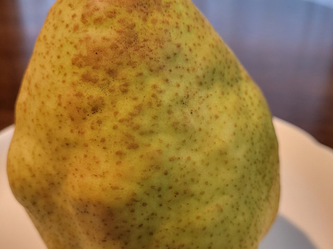 太陽の陽をたくさん浴びた西洋梨　シルバーベル　３ｋｇ　高原の果樹園で育て、西洋梨の中では一番大きく、寒くなるほど美味しい西洋梨です