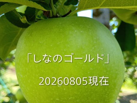 【先行予約】「シナノゴールド約3kg入り」スタッフお薦め　ゴールデンデリシャスと千秋の交配種/2品種の良い所どり・瑞々しく　｢パリッとシャリ感最高」です。10月初旬から収穫予定