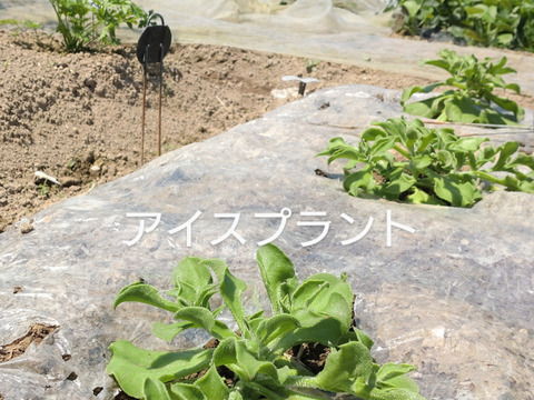【お買い得☆旬の野菜セット（10品〜13品目）☆７月☆８月】新鮮お野菜🌿🫛🧅農薬、除草剤、化学肥料等、一切不使用☆ゆうパック🏣80サイズにたっぷりお入れいたします☆