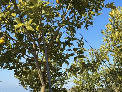 【数量限定・訳ありでお得】
マイヤーレモン／ビラフランカ／リスボン
3種おまかせレモンセット