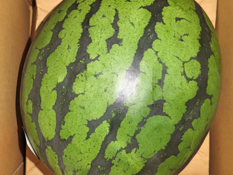【夏ギフト】絶品のシャリあま。鳥取・北栄町の名産スイカ 8kg1玉