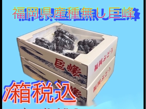 【ご家庭用】種無し巨峰　発送日未定