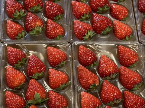 濃厚な甘み　古都華　二箱セット　4パック　奈良県　西吉野　橋本農園　いちご