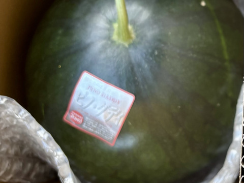 6月23日頃から発送、マイクロシード西瓜ピノダディ2Lサイズ1玉入り