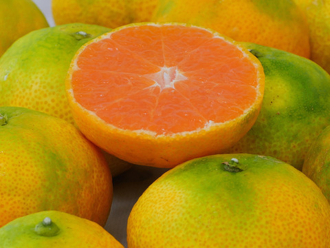 ハウスみかん 2kg〔わけあり・和歌山県産〕※北海道沖縄配送不可