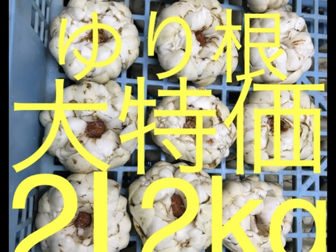 北海道産 ゆり根 2L 2kg お徳用 大特価 野菜