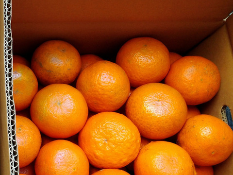 【美容と健康】屋久島産〝完全農薬不使用たんかん〟5kgサイズ混合タンカン【ビタミンたっぷり】