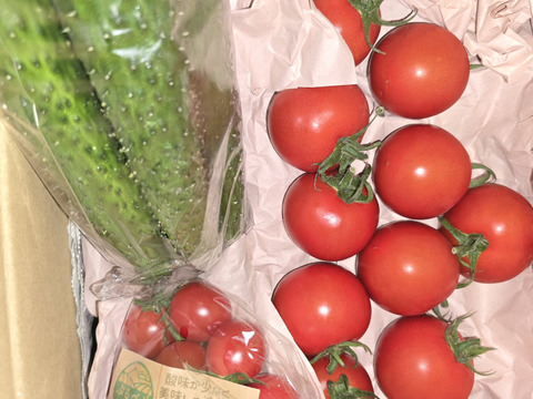 旨みと甘み♪香りと味を楽しむ贅沢なトマト🍅【華おとめ】１kg箱 + 朝もぎイボきゅうり🥒３本付き