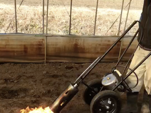 盆休安送込！アスパラ（200g×2袋）化学肥料・除草剤不使用