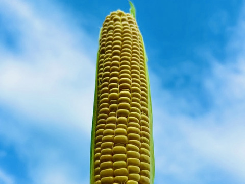 寒暖差20℃で栽培した幻のトウモロコシ