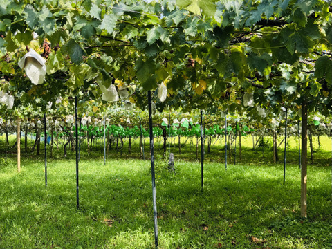 シャインマスカット・ピオーネ・巨峰3房1.3kgセット