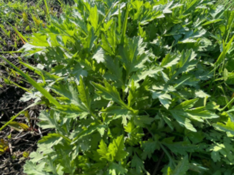 天然・乾燥蝦夷よもぎ・徳用サイズ 100g