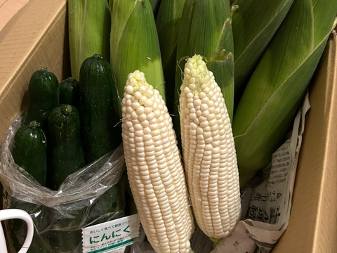 【朝どり】【プラチナコーン】『8本入り』2弾目種蒔き分の収穫が始まりました。★昨年もご好評をいただきました★白いとうもろこし★生で食べるとメロンのようにジューシー80サイズクール便