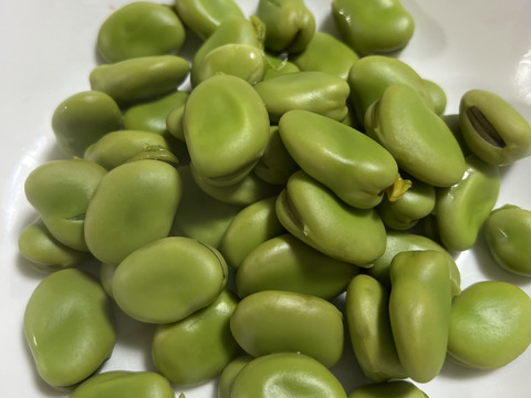 【朝どれ直送】どーんとそら豆！【旬の贅沢！】