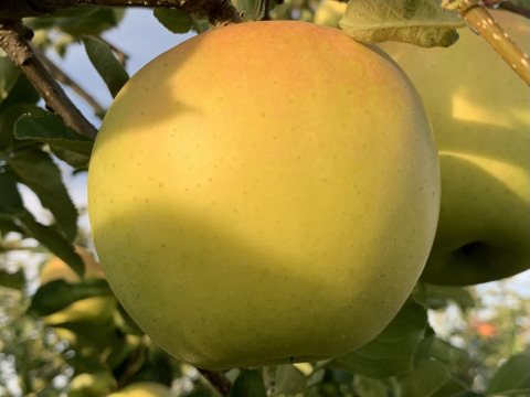 甘さならこのりんごです！葉取らず栽培りんご『トキ』　ご自宅用３Kg　９個から１１個入り