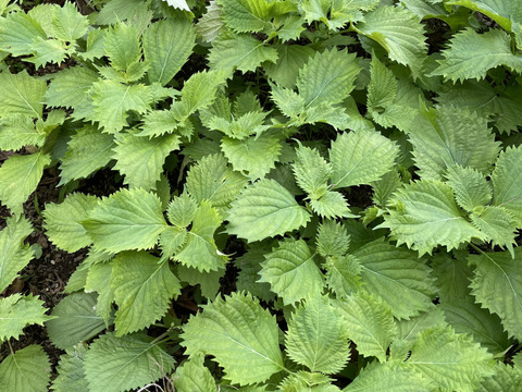 自然農法栽培農薬不使用　大葉　青シソたっぷり１００枚とサービス夏野菜セットでお届けいたします。８月半ばまで。