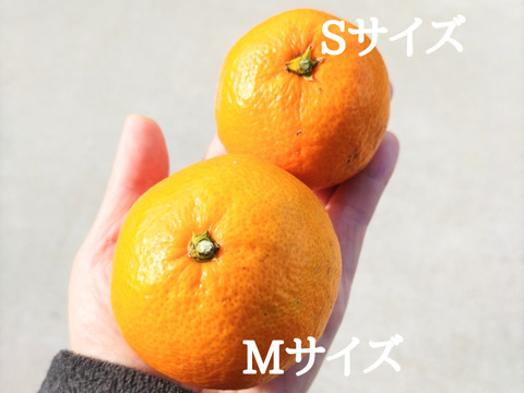 《農薬不使用》ギュッと濃厚！完熟みかん(ご自宅用・5kg)