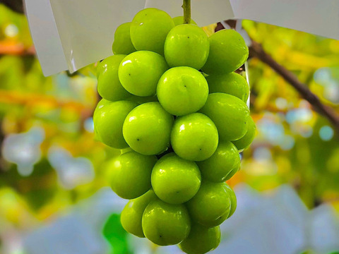 【家庭用】長野県産　シャインマスカット2.6kg 4~5房入り