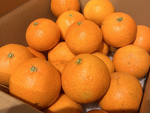 【訳あり】そらまどんな 天空の果樹園 愛媛産まどんな 5kg