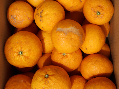 農家直送！甘夏あまなつ　訳あり8kg  【平武農園】〜蛍飛ぶ町から旬の便り〜　和歌山｜有田｜田口｜ギフト