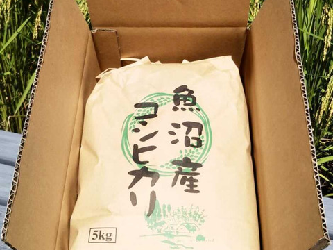 【夜市限定】新潟県魚沼産一等米コシヒカリ「たかはし家のお米」（5kg）
