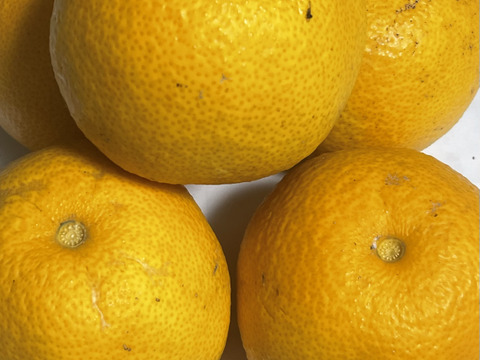 果汁たっぷり！！　訳あり　お買い得　和歌山県産　八朔　4kg