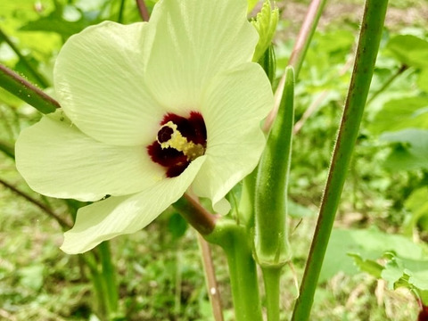 ビッグサイズの甘くて柔らか★絶品！！オニおくら★