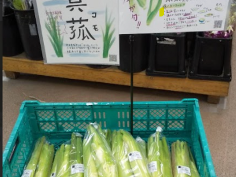 【農薬不使用！】奈良県山添村産『不揃いマコモダケ』 (1.5kg)