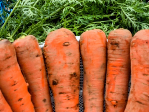 農家のお助け隊募集✨️✨️✨️農薬と化学肥料を使わないで育てた野菜セット🥕✨️✨️【数量限定❗❗】子供に食べさせたい😋🍚ばぁばのモノスゴイ野菜🍅🍆🌽✨✨✨