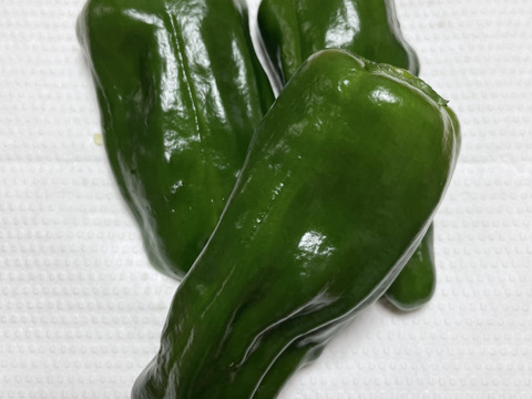 【コーヒー農家がつくる】ピーマン『さらら』約2KG（限定価格）