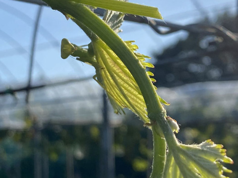 不揃い 完熟シャインマスカット 3~4房1.5kg